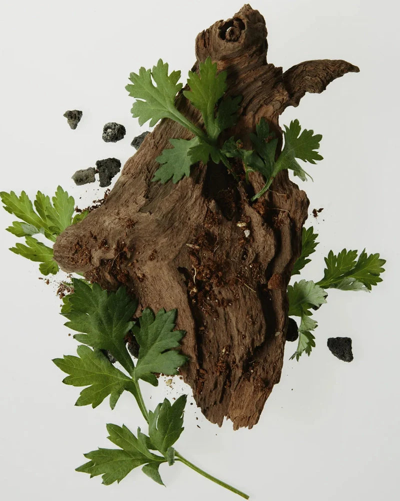 Beauty of Joseon Calming Serum Green Tea + Panthenol